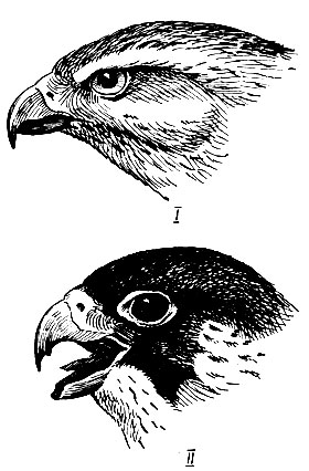 . 70.    Accipiter gentilis L. (I)   Falco peregrinus Tunst. (II;    )