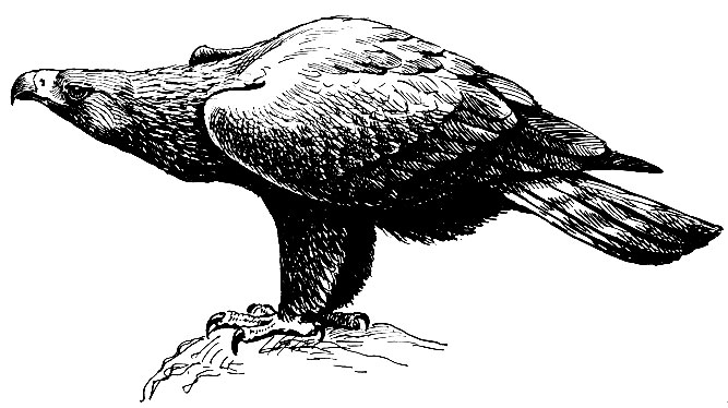. 71.  Aquila chrysaetos (l.)