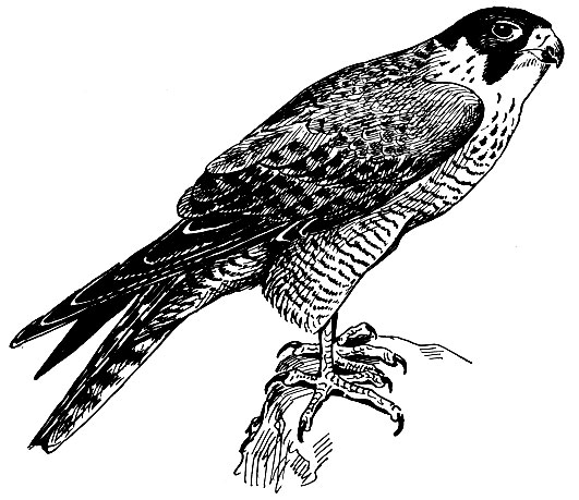 . 74.   Falco peregrinus Tunst