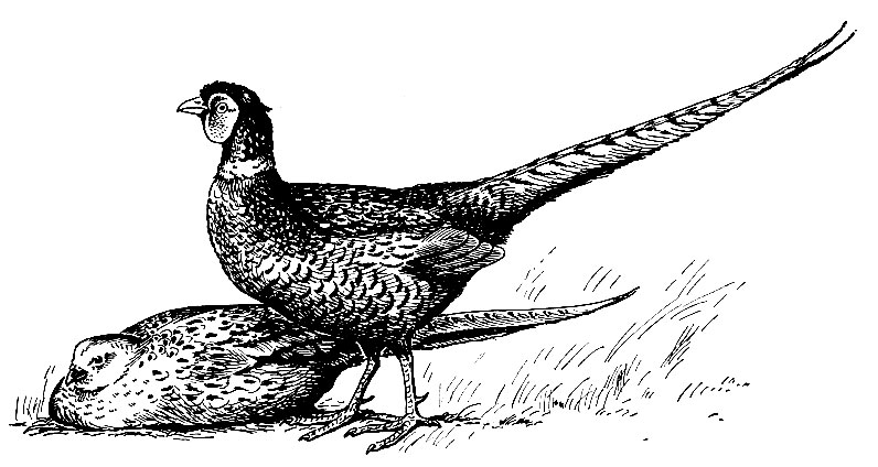 . 80.      Phasianus colchicus L