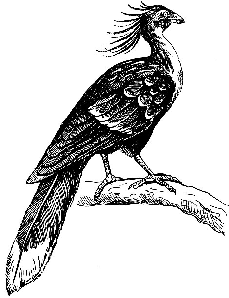 . 84.  Opisthocomus hoazin (Miill.)
