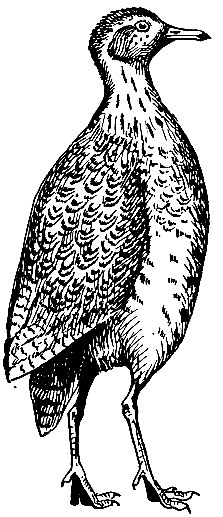 . 87.   Pedionomus torquatus (Gld.)