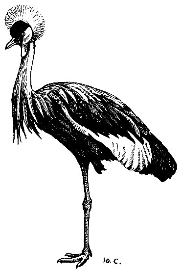 . 89.   Balearica pavonina (L.)