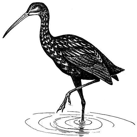 . 90.   Aramus guarauna (L.)