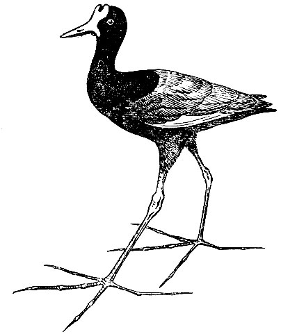 . 103.  Jacana jacana L