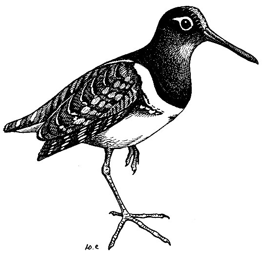. 104.   Rostratula benghalensis (L.)