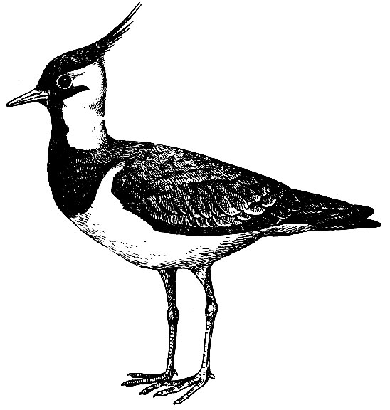 . 106.  Vanellus vanellus (L.)