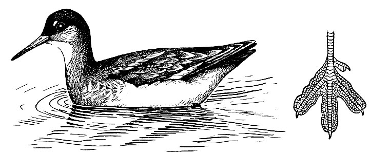 . 111.   Phalaropus lobatus (L.)   :    