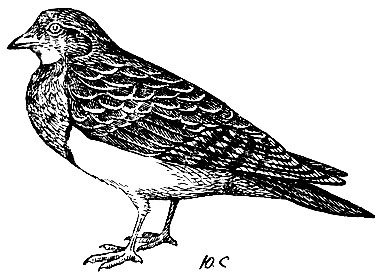 . 115.   Trinocorus orbignyianus (Less)