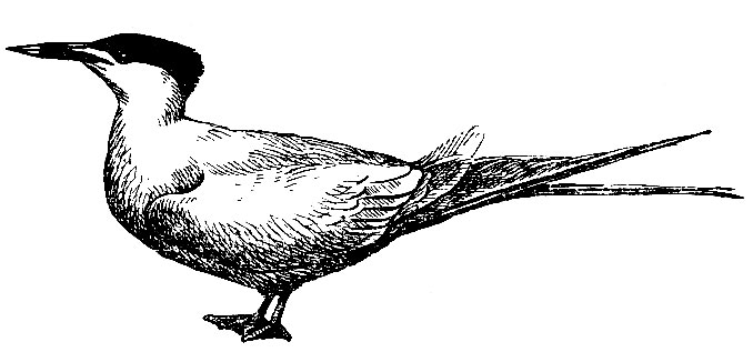 . 119.   Thalasseus sandvicensis (Lath.)