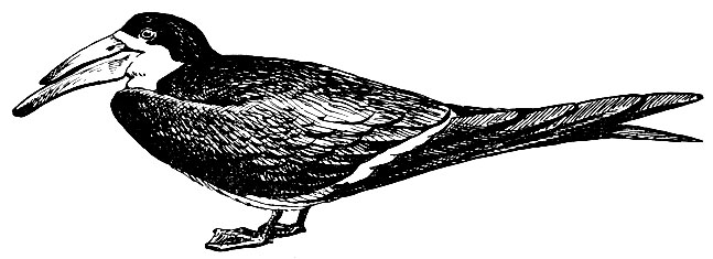. 120.   Rynchops flavirostris V.