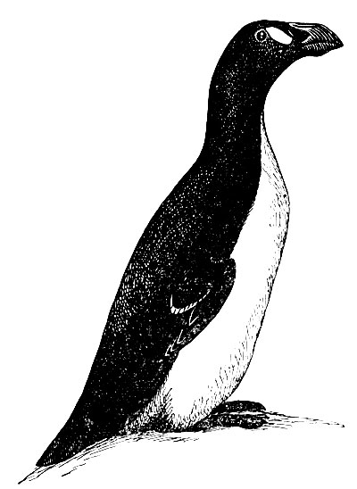 . 121.   Pinguinusimpennis (L.)