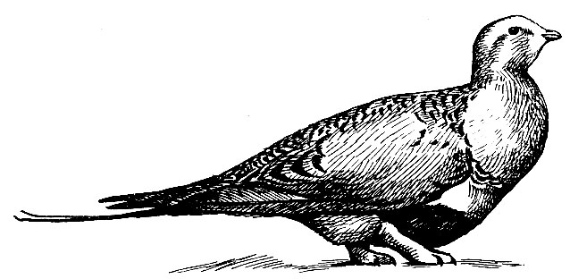 . 122.  Syrrhaptes paradoxus (Pall.)