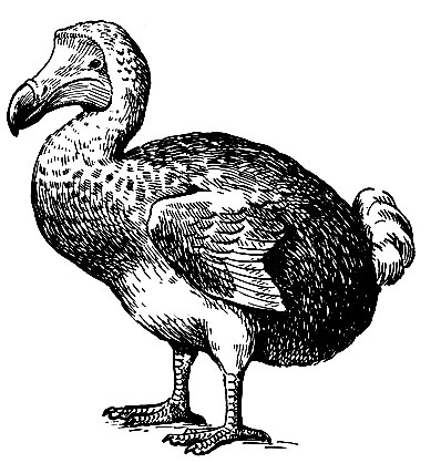 . 124.  Raphus cucullatus L