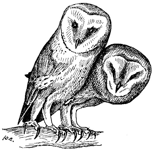 . 130.  Tyto alba (Scop.)