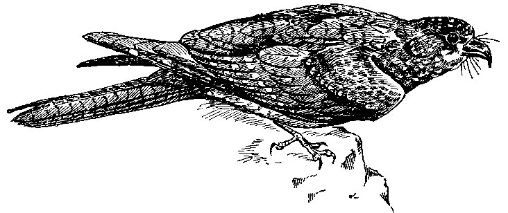 . 133.  Steatornis caripensis Hamb