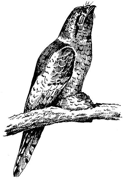 . 135.   atrachostomas moniliger l.  
