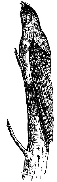 . 136.     Nyctibias griseus Gm