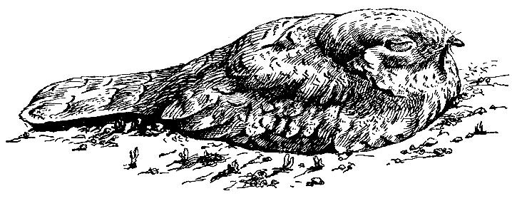 . 138.   Caprimulgus aegyptius Licht