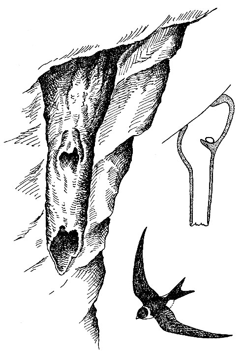 . 141.   Panyptilacayennensis (Gm.)  ;  -   