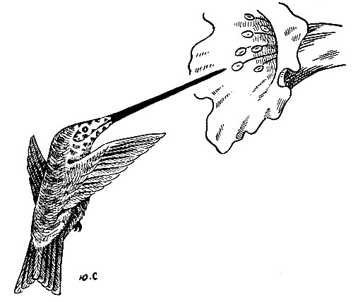 . 142.     Ensifera ensifera (Boiss.)