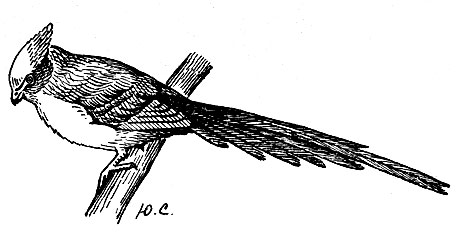 . 143.   Colius macrourus (L.)