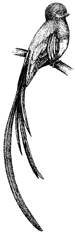 . 144.  Pharomachrus mocinno Llave