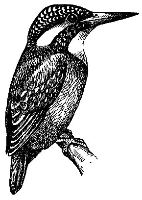 . 145.   Alcedo atthis (L.)