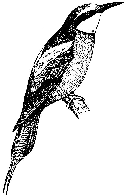 . 149.   Merops apiaster L