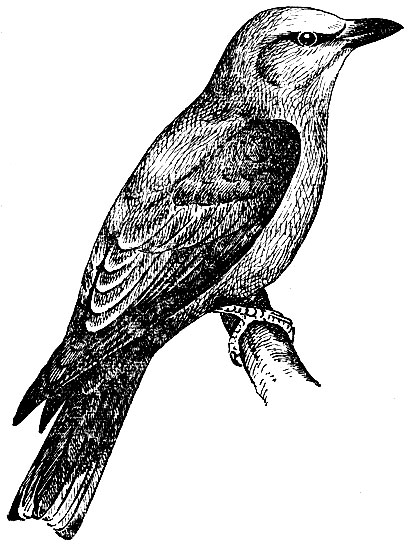 . 150. ,   Coracias garrulus L