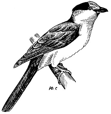 . 153.  Leptosomus discolor Herm