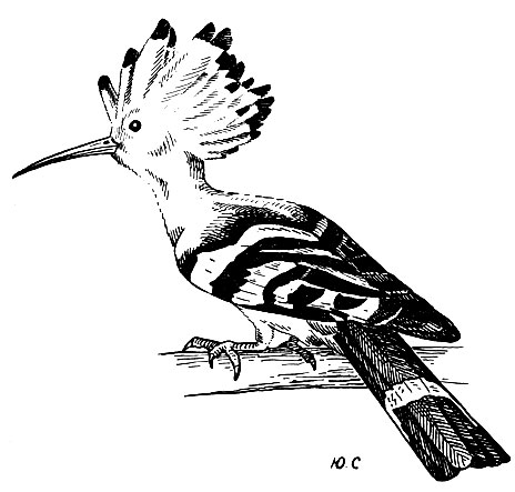 . 154.  Upupa epops L