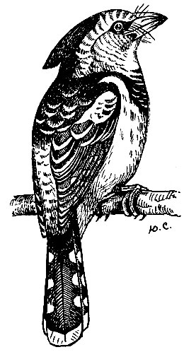 . 159.   Trachyphonus vaillantii Ranz