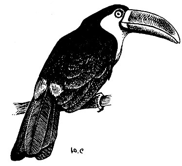 . 162.  Ramphastos ariel Vig.