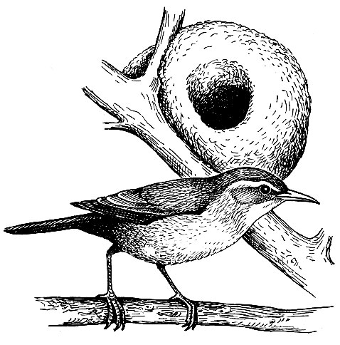 . 167.  Furnarius rufus (Gm.)  