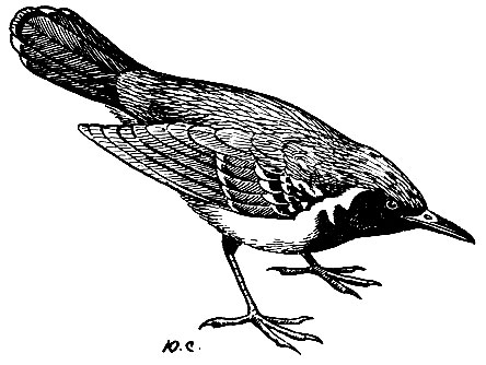 . 168.   Formicivora grisea (Bodd.)