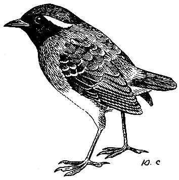 . 169.   Conopophaga aurita (V.)