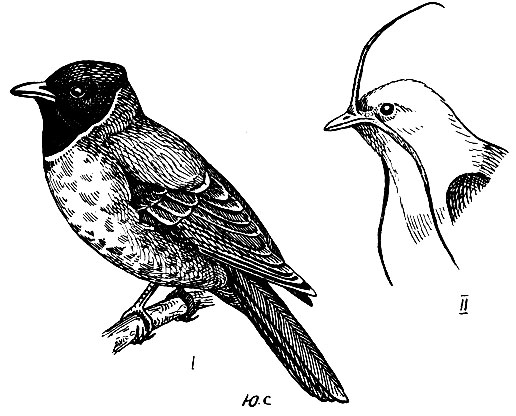 . 171. I -   Euchlornis riefferi (Boiss.); II -    Procnias tricarunculatus (Verr.)