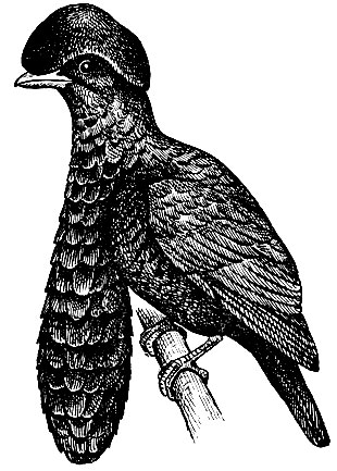 . 172.     Cephalopterus rnatus Geoff