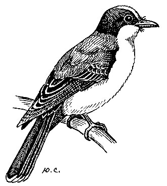 . 174.  Tyrannus tyrannus (L.)