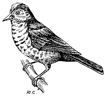 . 175.  Oxyruncus cristatus (Sw.)