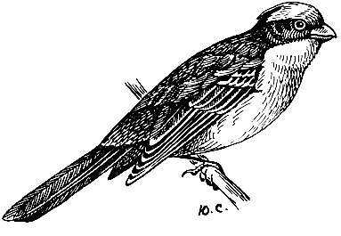 . 176.   Phytotoma rutila V.