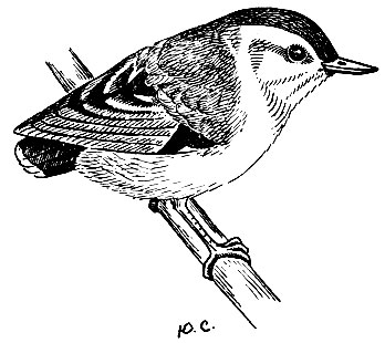 . 178.   Acanthisitta chloris (Sp.)