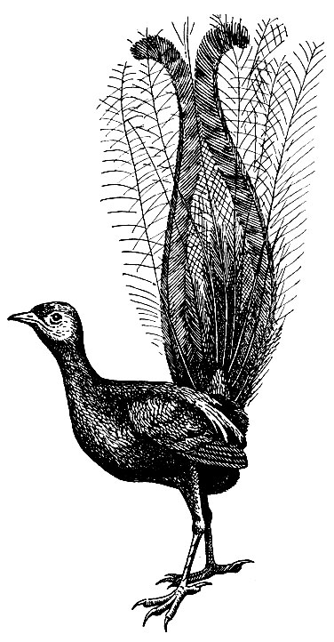 . 180.   Menura novaehollandiae Lath
