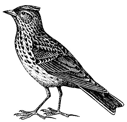 . 182.   Alauda arvensis L