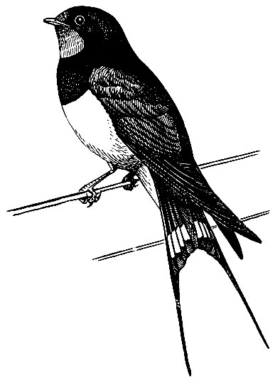 . 184.   Hirundo rustica L.