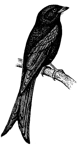 . 185.   Dicrurus macrocercus Vieill