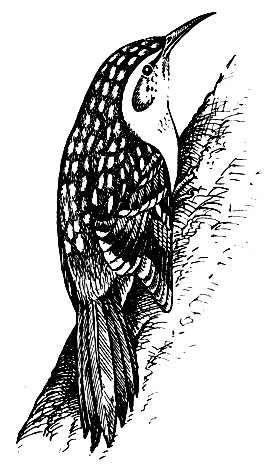 . 197.   Certhia familiaris L.