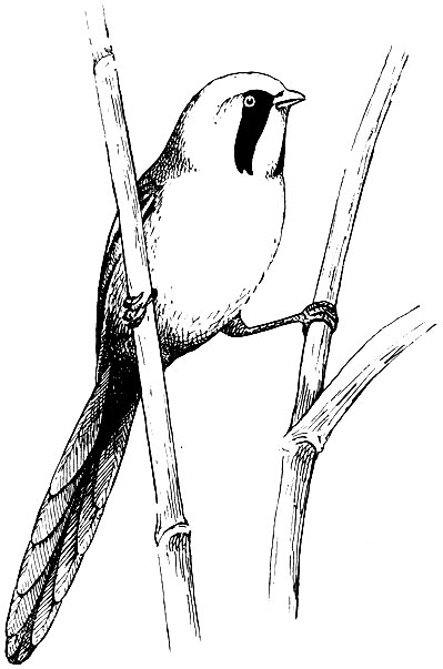 . 198.   Panurus biarmicus (L.)