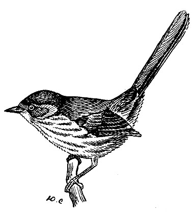 . 199.   Chamaea fasciata Gamb